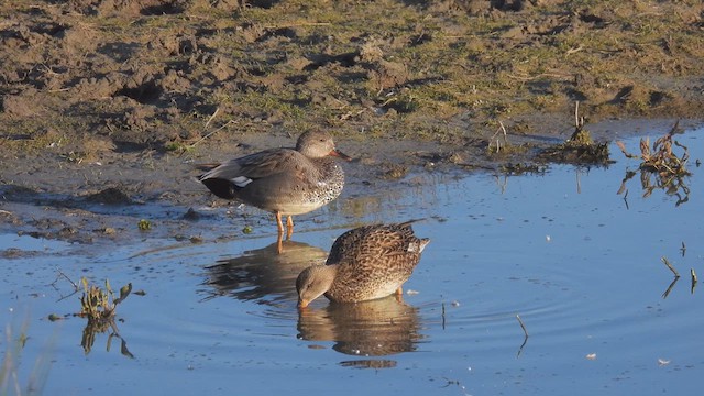 Gadwall - ML617837100