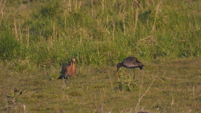 Black-tailed Godwit - ML617837126