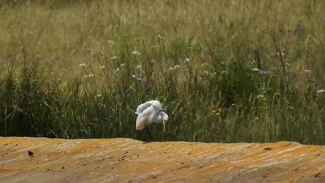 Yellow-billed Egret - ML617837131