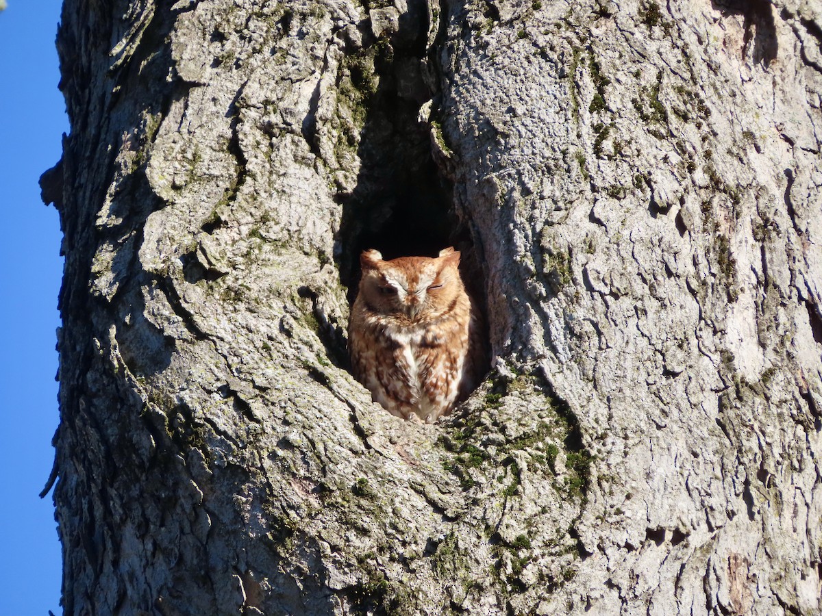 Eastern Screech-Owl - ML617837220