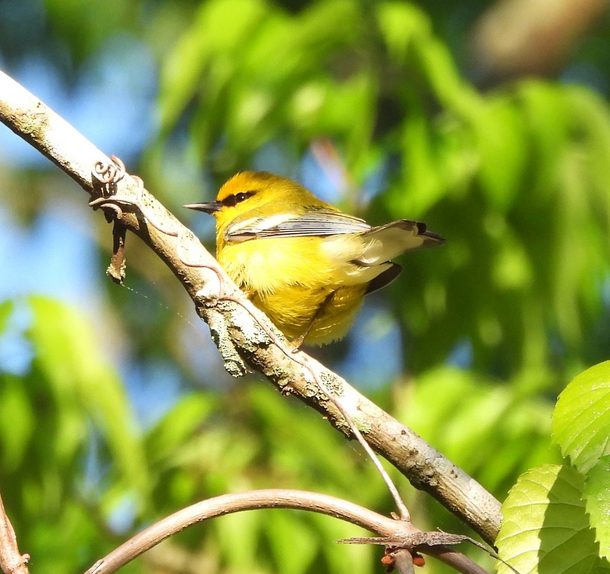 Blue-winged Warbler - Michelle Forte