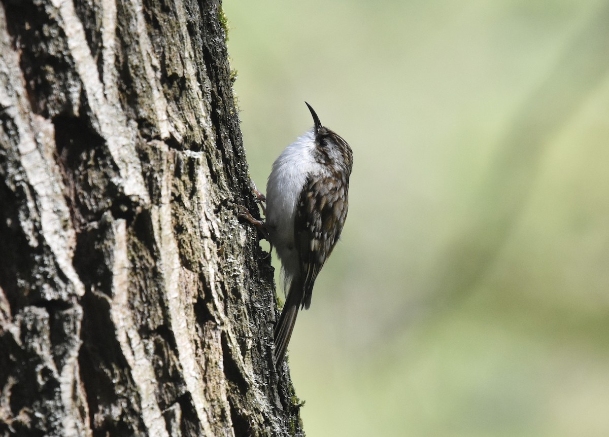 Eurasian Treecreeper - ML617837229