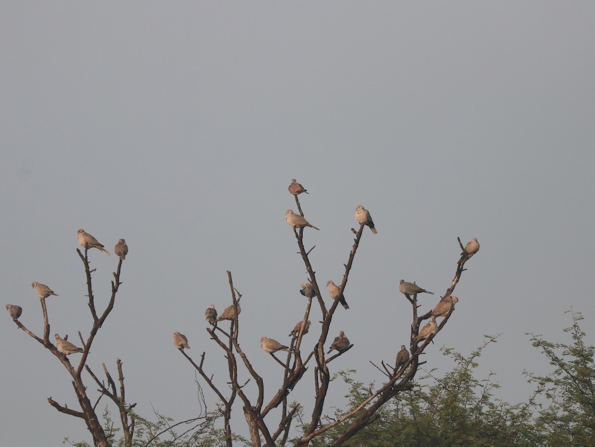 Eurasian Collared-Dove - Marco Costa