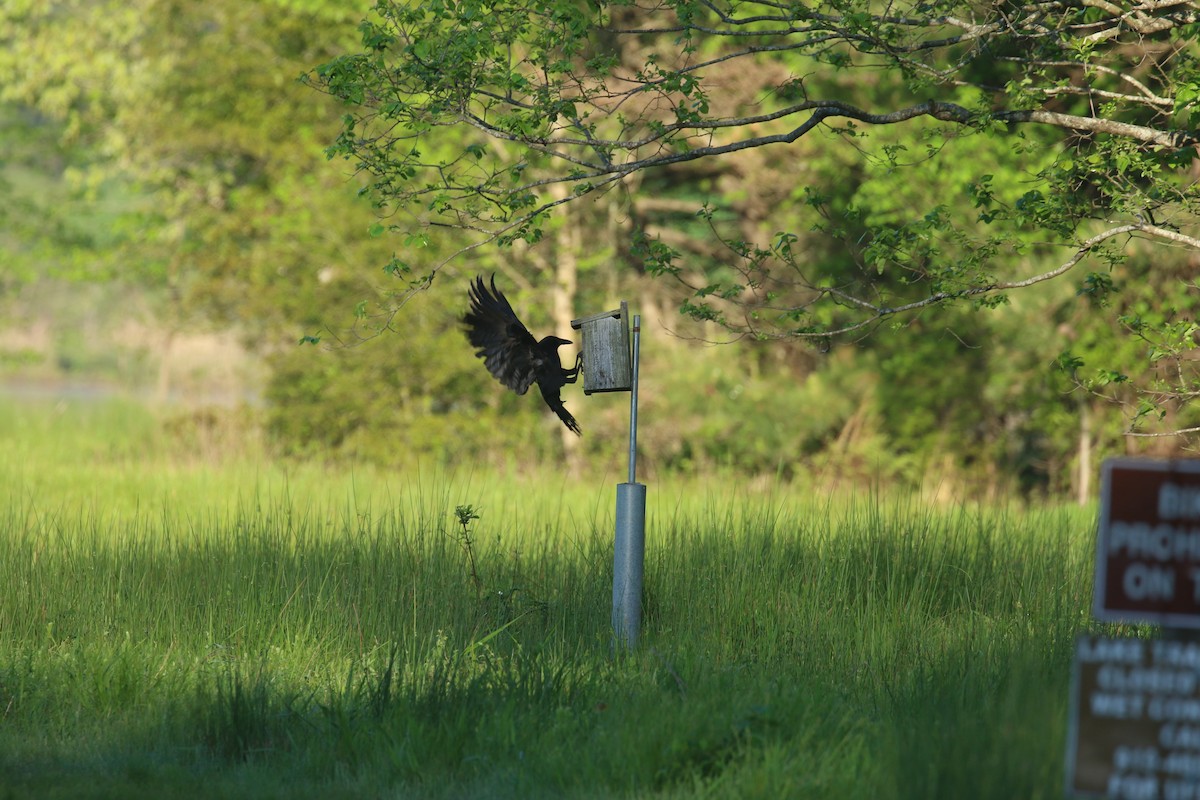 American Crow - ML617837259
