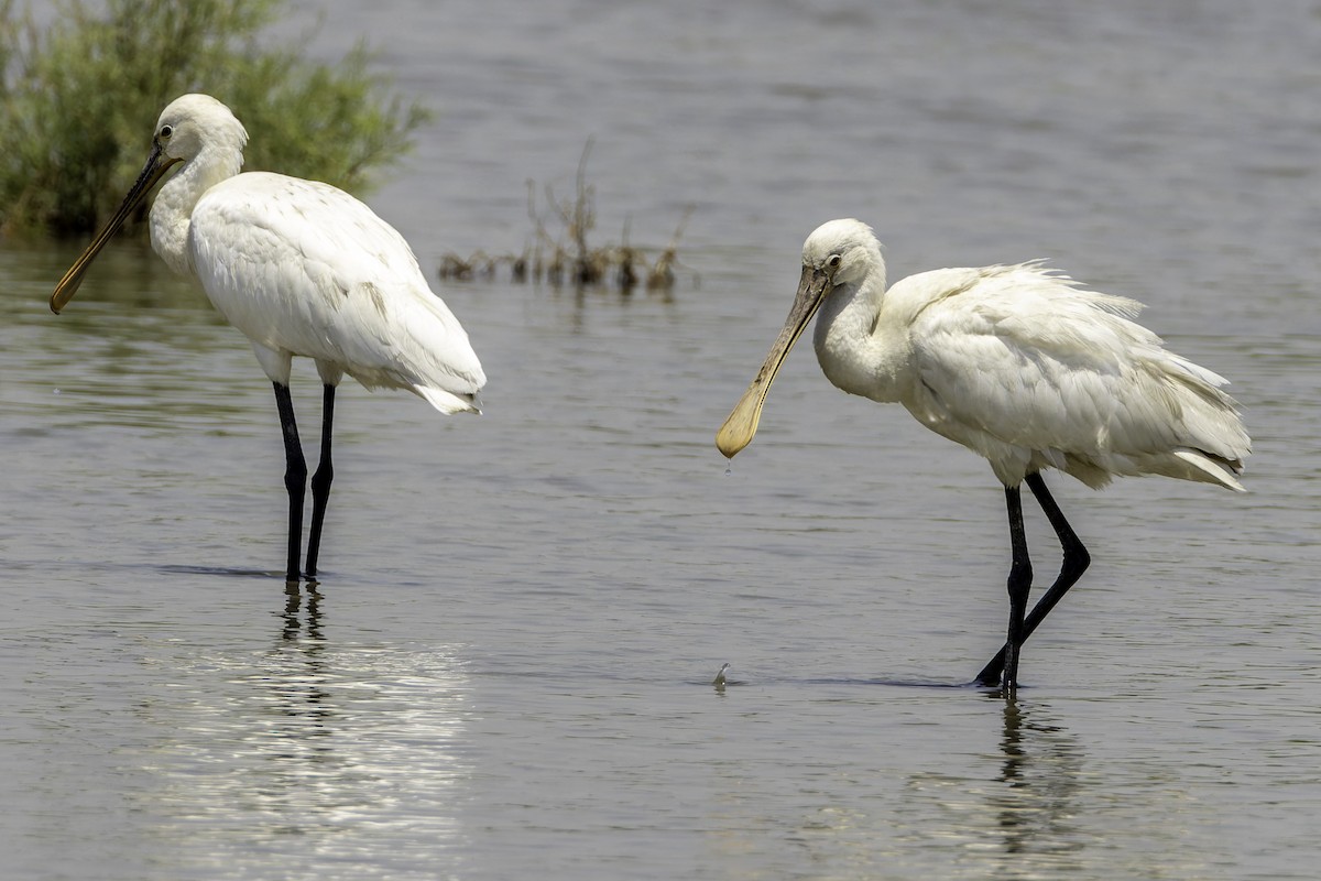 Eurasian Spoonbill - Ales Tomek