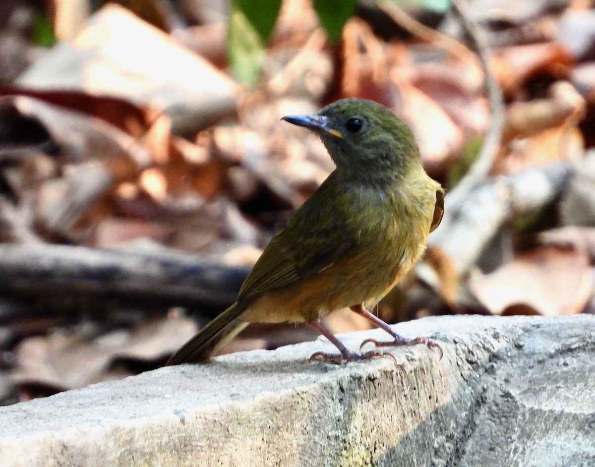 Ochre-bellied Flycatcher - Kisa Weeman