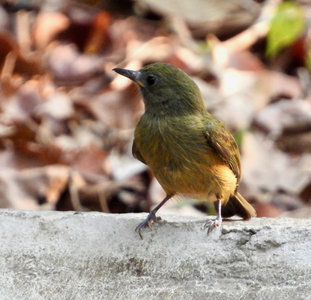 Ochre-bellied Flycatcher - ML617837362