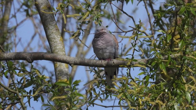 European Turtle-Dove - ML617837385