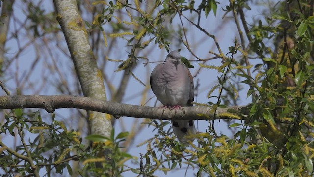 European Turtle-Dove - ML617837389