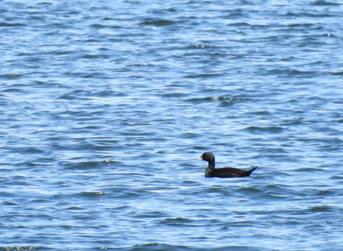 Common Scoter - Cesar Clemente