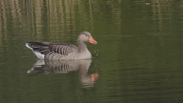 Graylag Goose - ML617837397