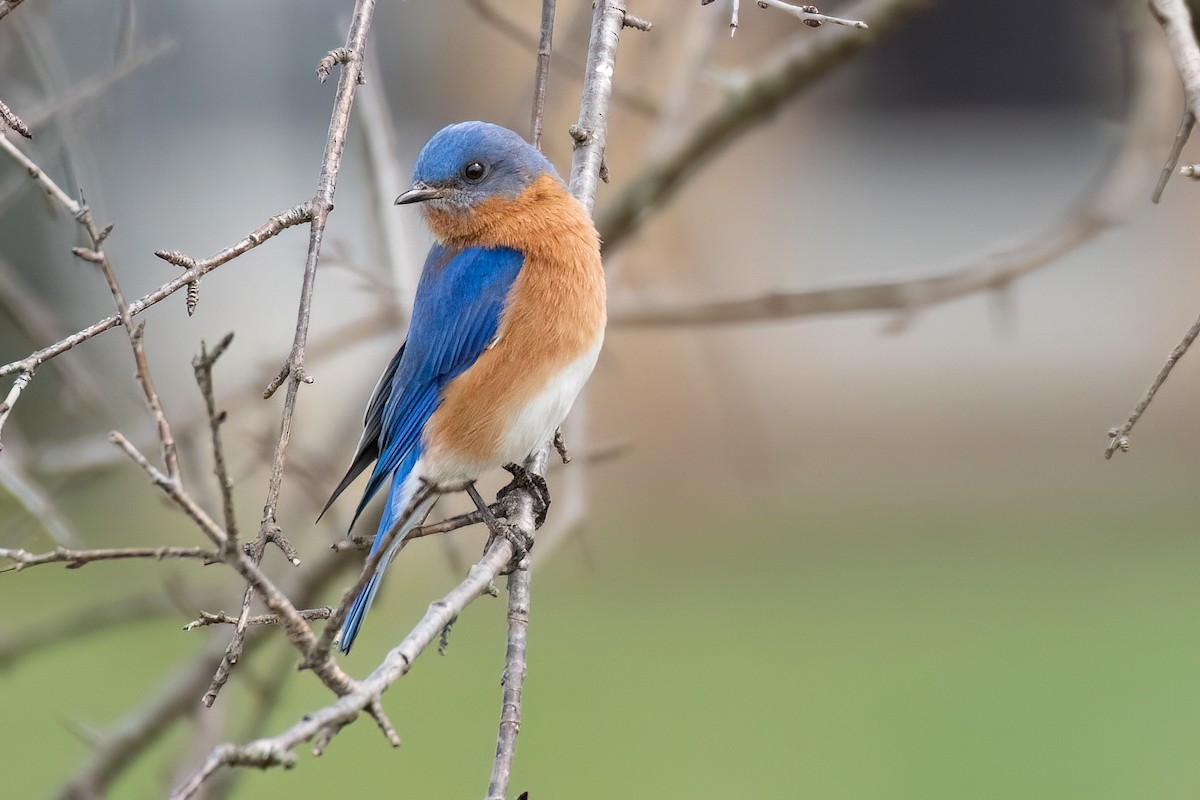 Eastern Bluebird - ML617837407