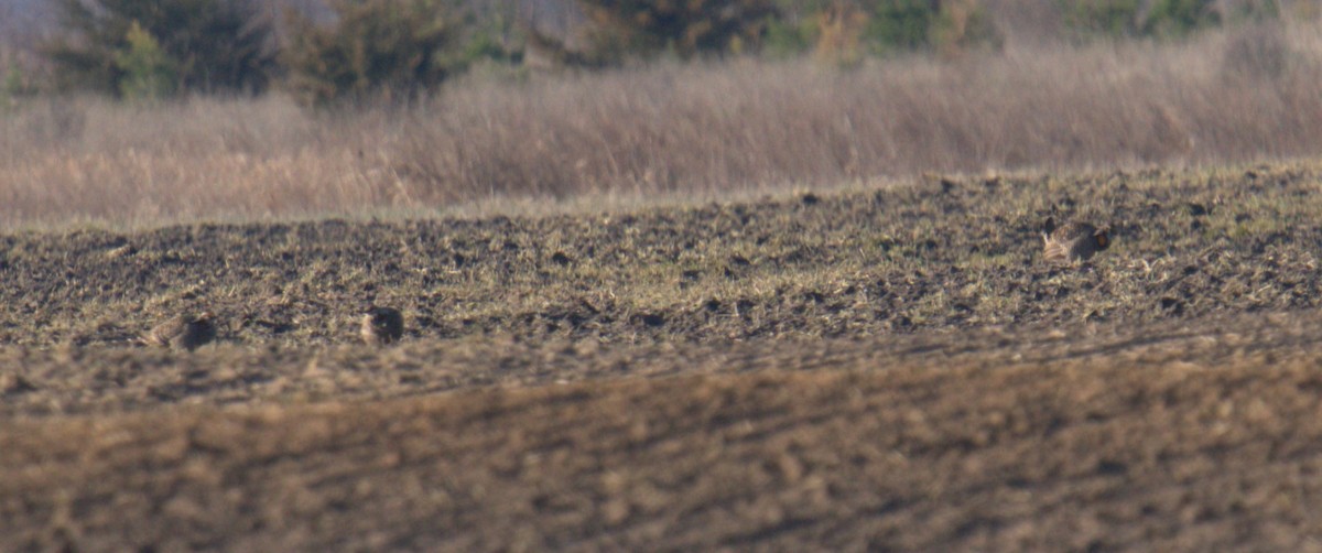 Greater Prairie-Chicken - ML617837443