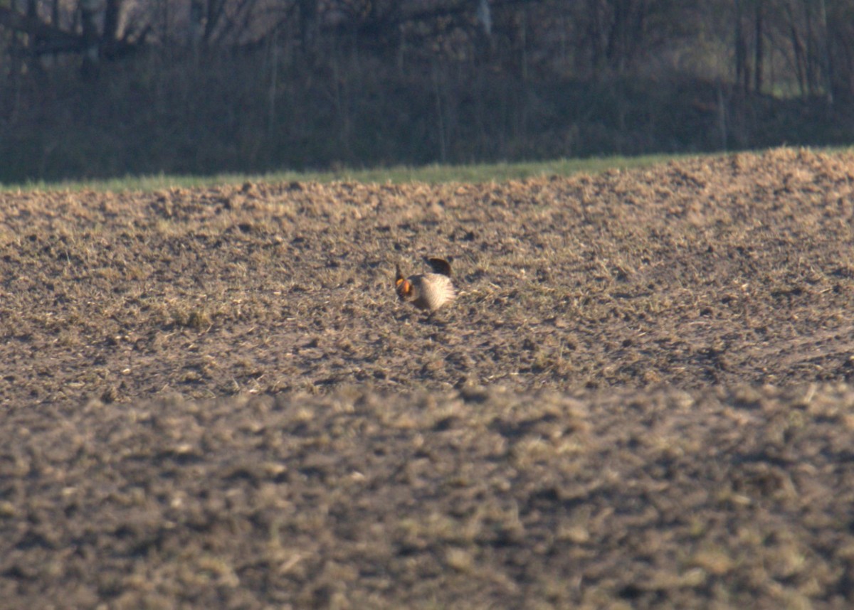 Greater Prairie-Chicken - ML617837446