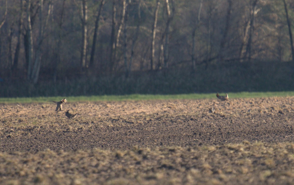 Greater Prairie-Chicken - ML617837449