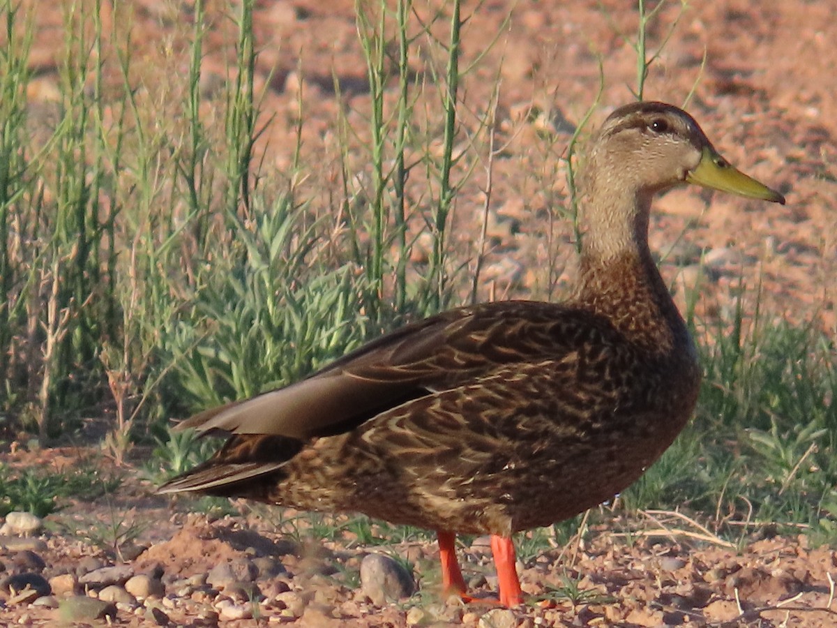 Mexican Duck - Dave Hawksworth