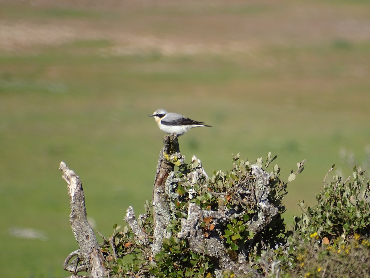 Northern Wheatear - ML617837503