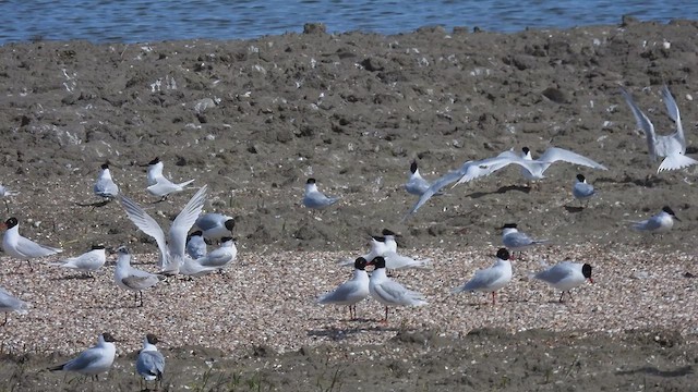 Sandwich Tern - ML617837525