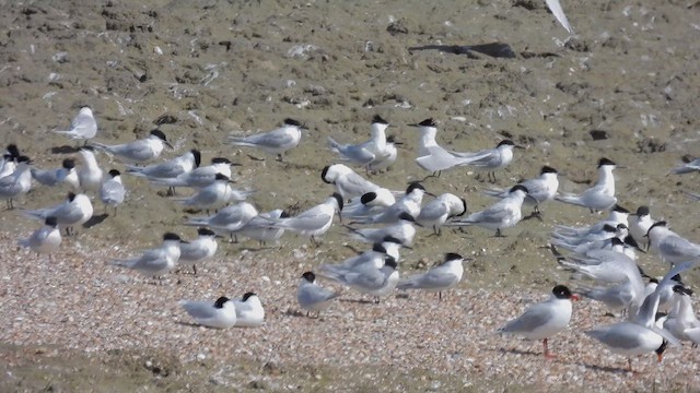 Sandwich Tern - ML617837537