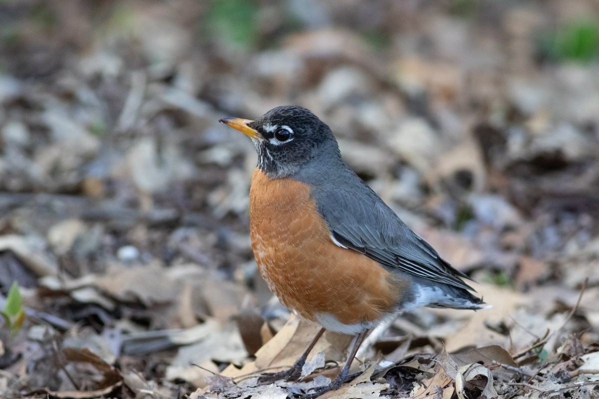 American Robin - Brenton Reyner