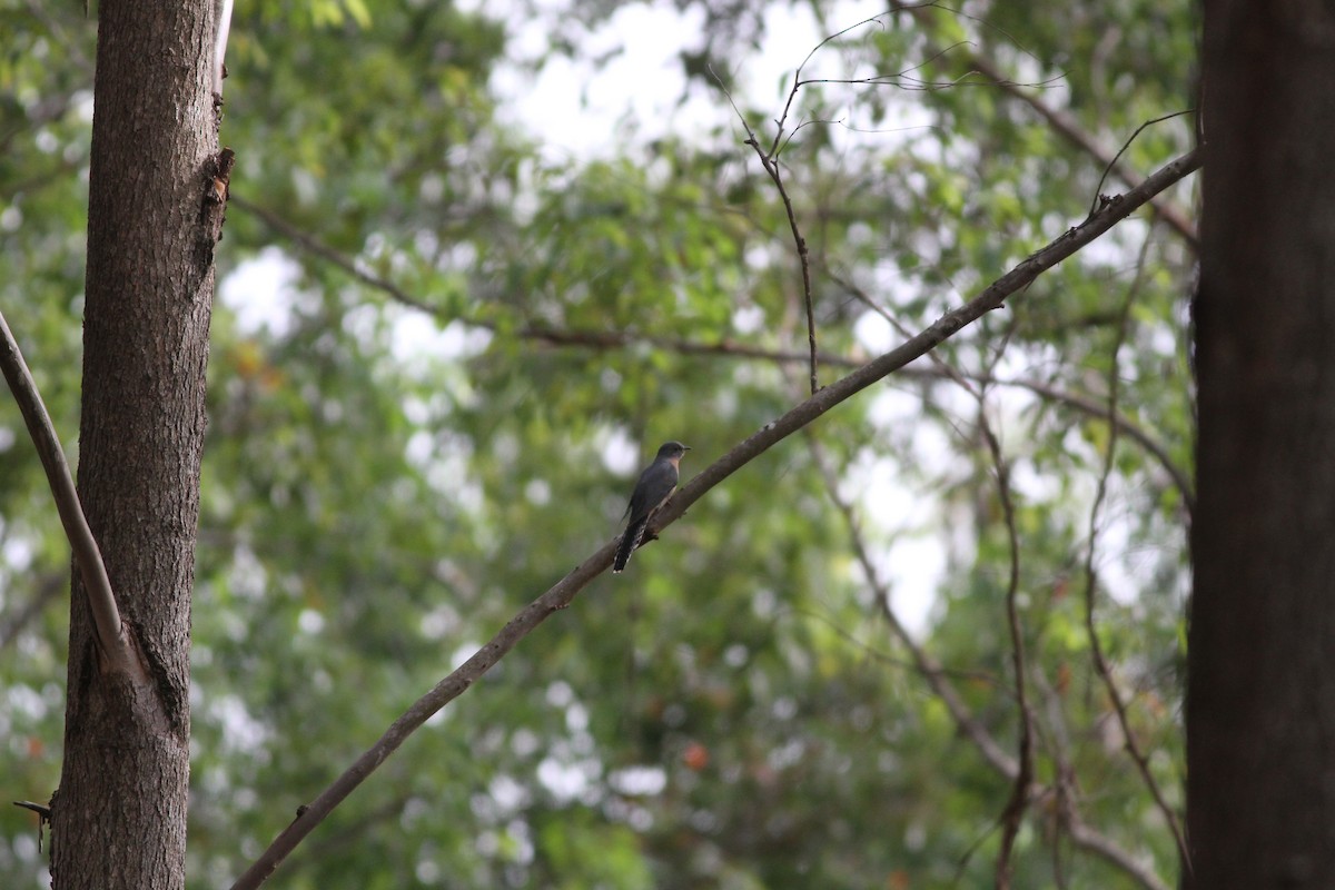 Fan-tailed Cuckoo - ML61783761