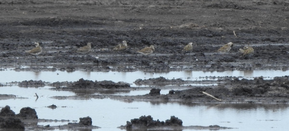 American Golden-Plover - ML617837714