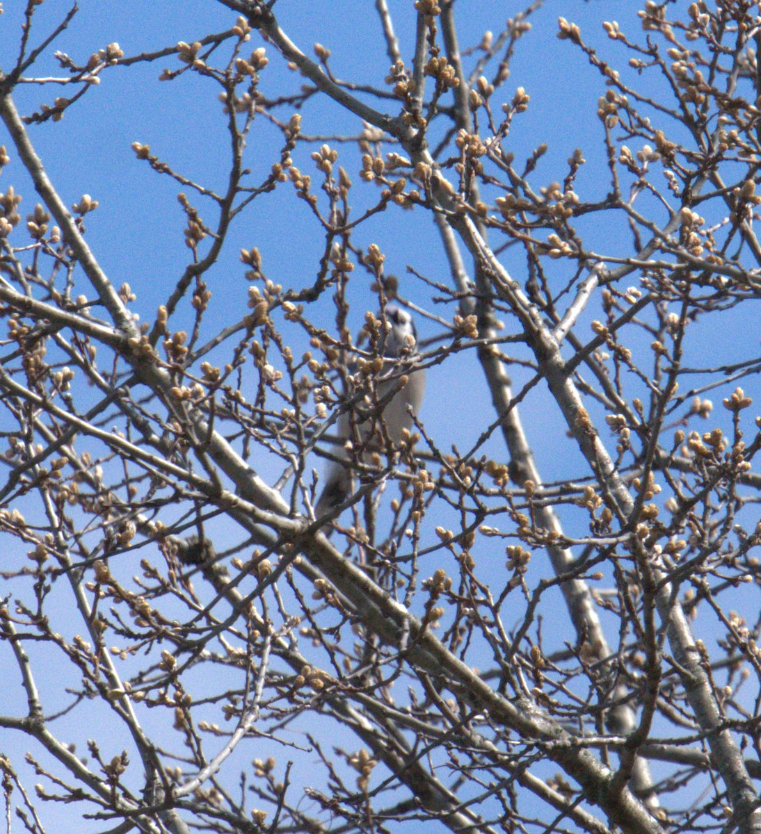 Blue Jay - ML617837726