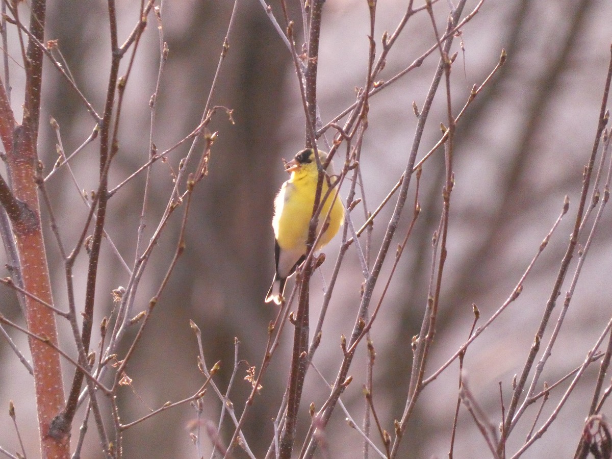 American Goldfinch - Wesley McGee