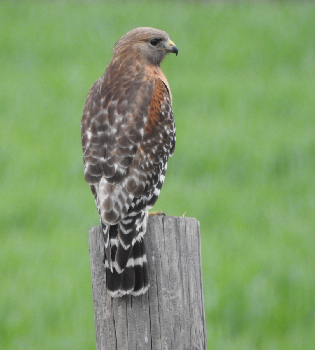 Red-shouldered Hawk - ML617837738