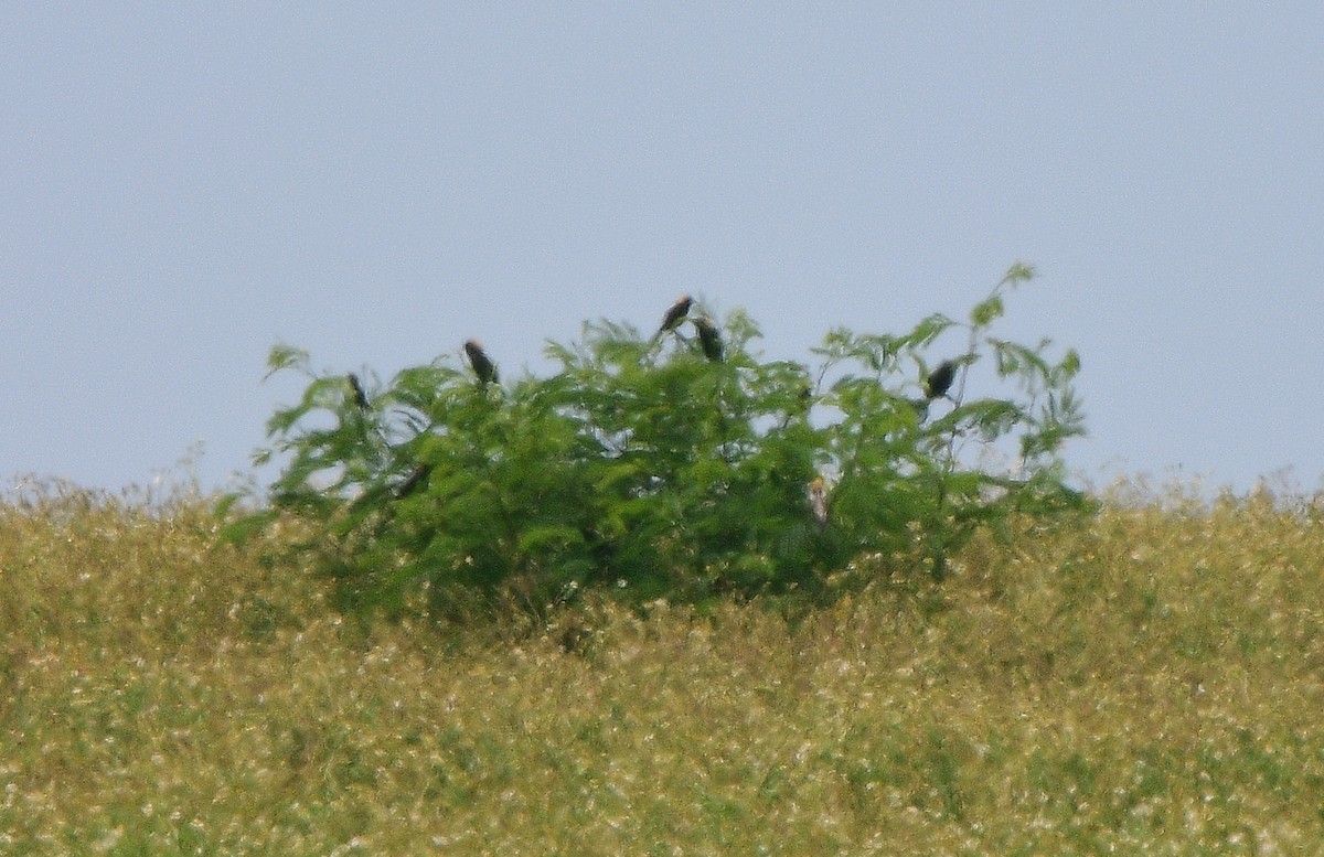 Bobolink - ML617837755