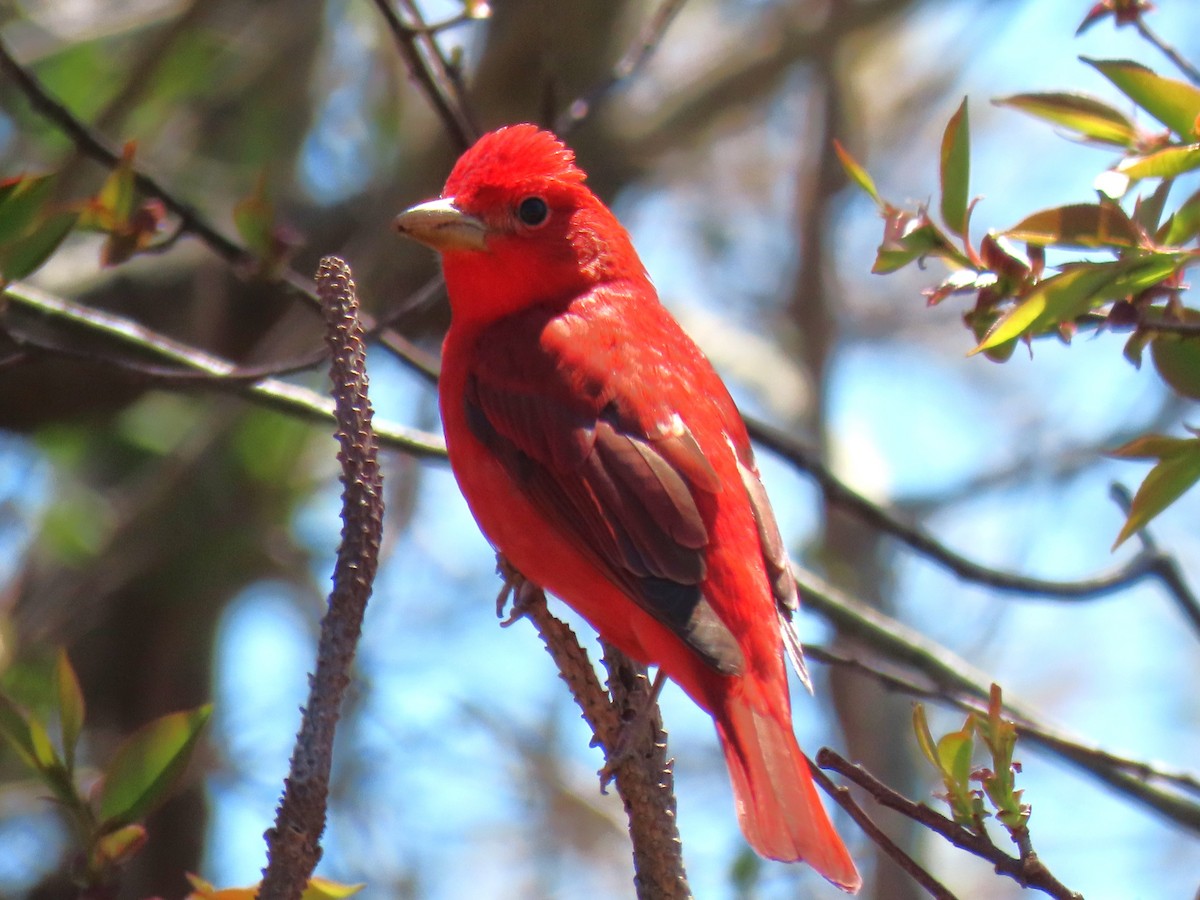 Summer Tanager - John Gaglione