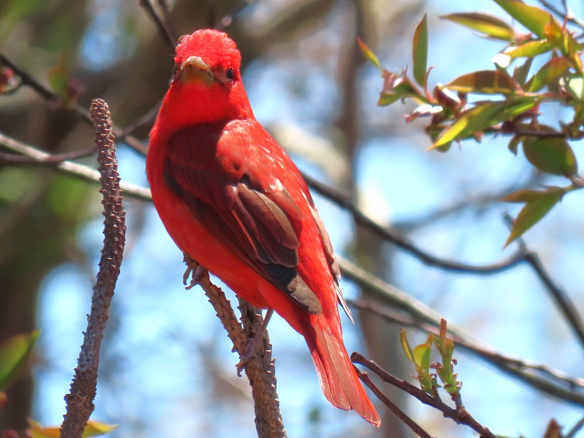 Summer Tanager - John Gaglione