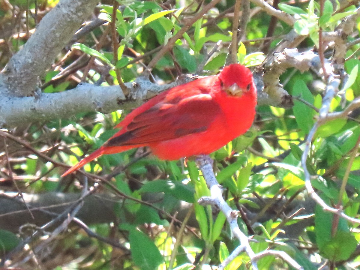 Summer Tanager - John Gaglione