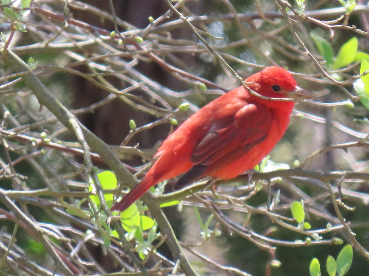 Summer Tanager - John Gaglione