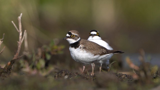 小環頸鴴 - ML617837866