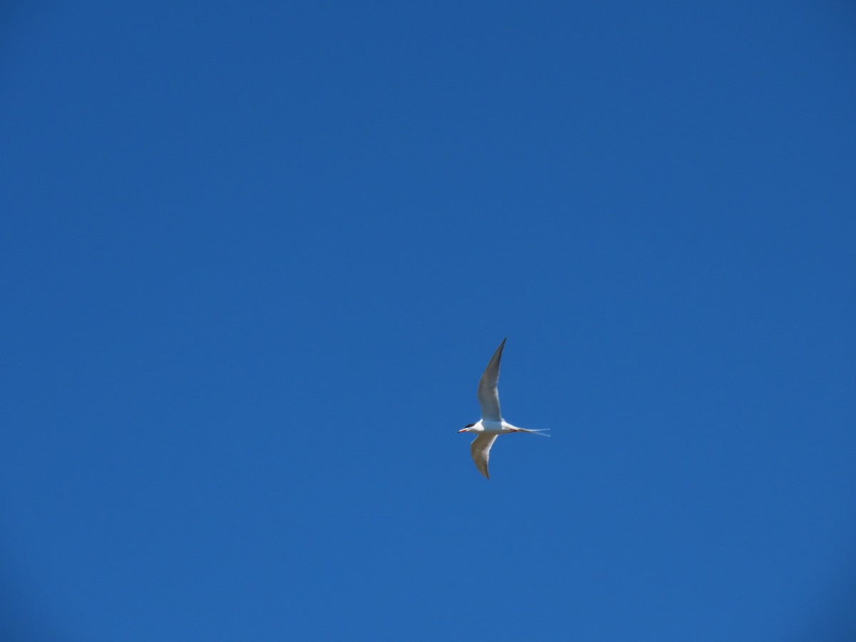 Forster's Tern - ML617837879