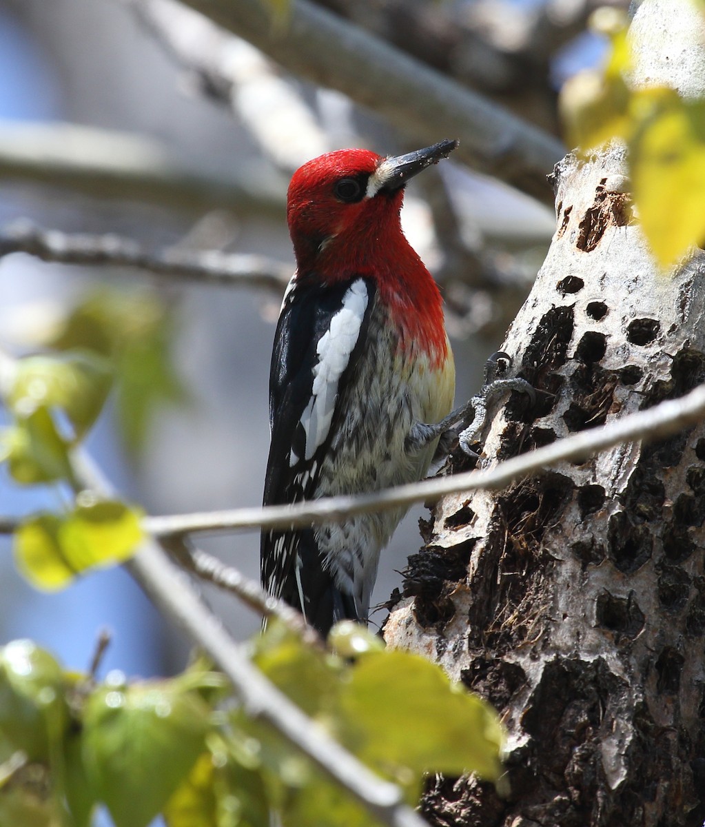 Red-breasted Sapsucker - ML617837887