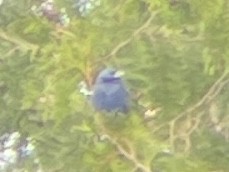 Blue Grosbeak - Santi Tabares