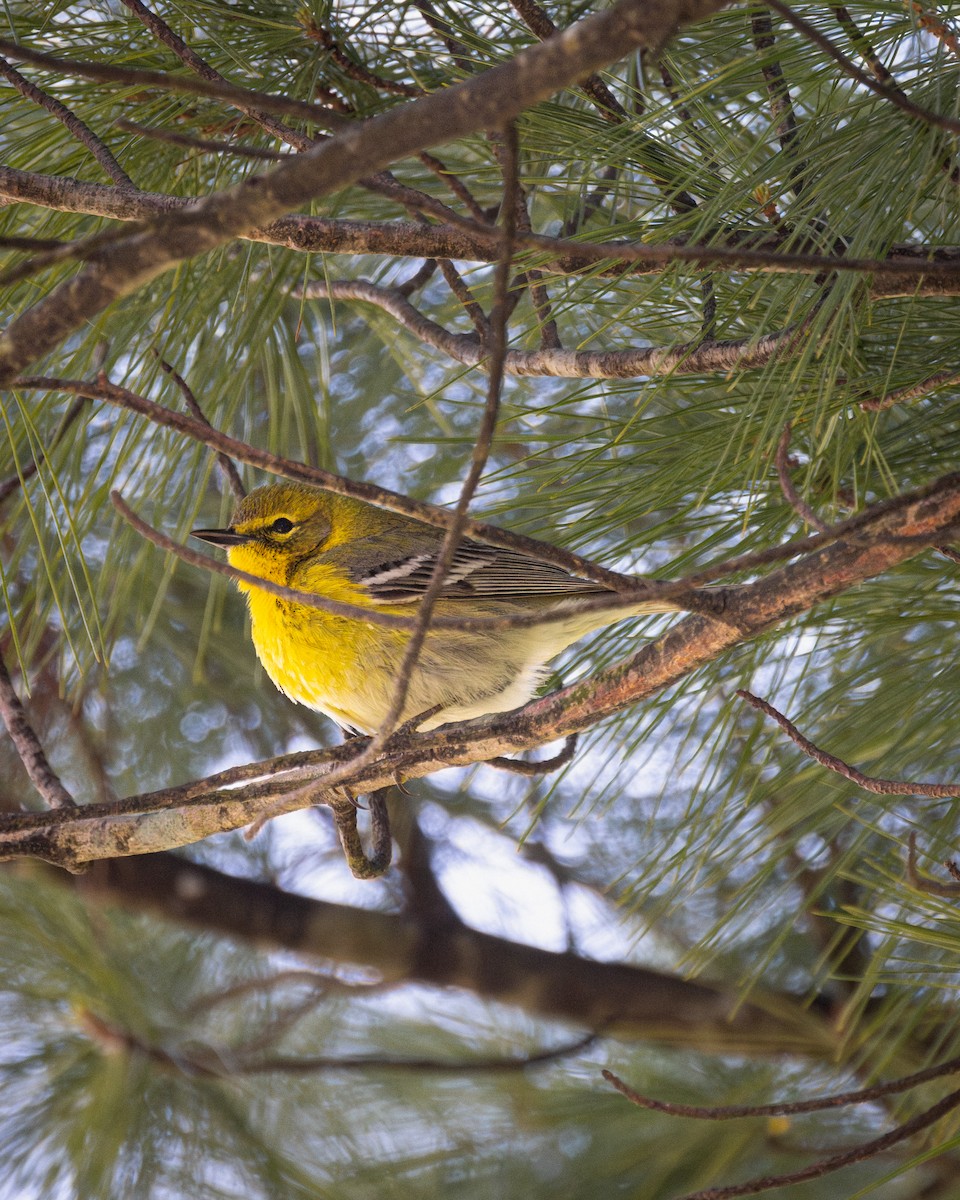 Pine Warbler - ML617837933