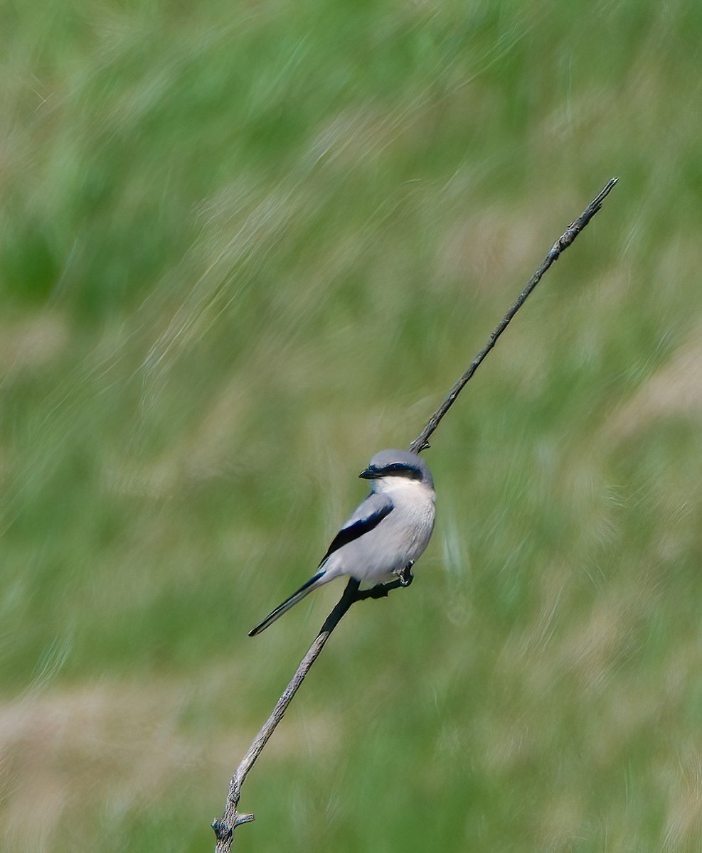 Loggerhead Shrike - ML617837935