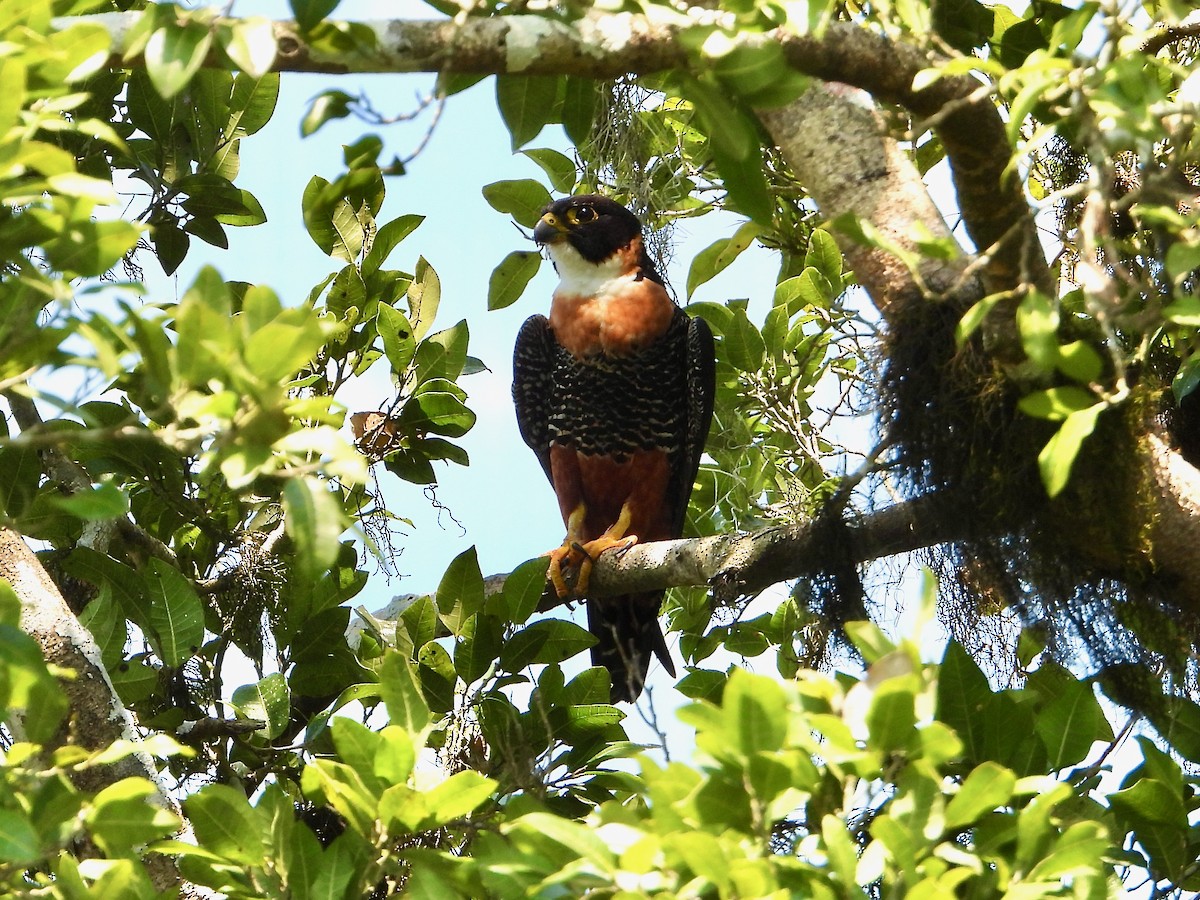 Orange-breasted Falcon - Kisa Weeman