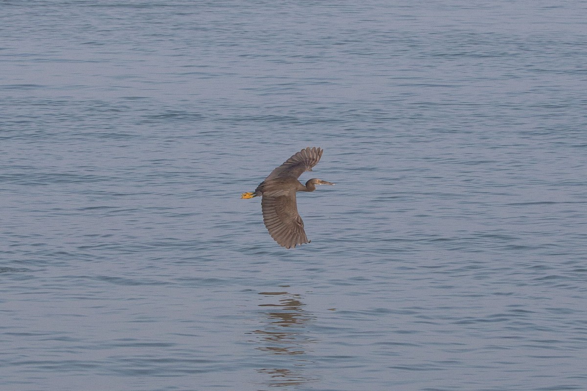 Pacific Reef-Heron - ML617837979