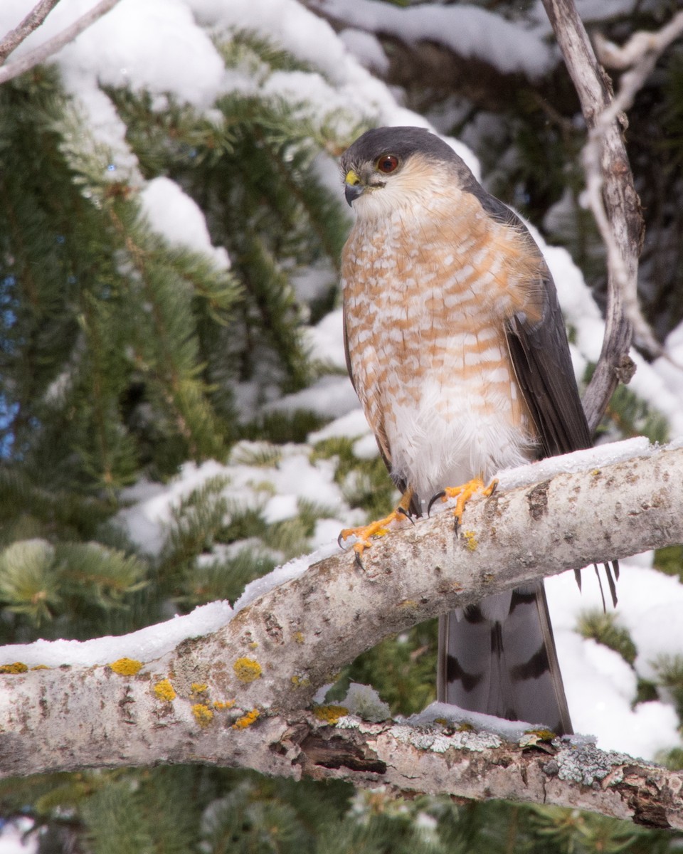 Sharp-shinned Hawk (Northern) - ML617837981