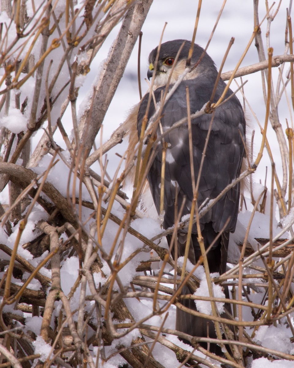 Sharp-shinned Hawk (Northern) - ML617837983