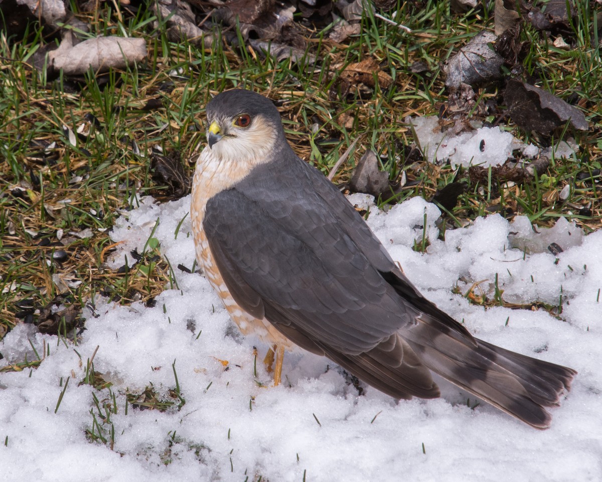 Sharp-shinned Hawk (Northern) - ML617837984