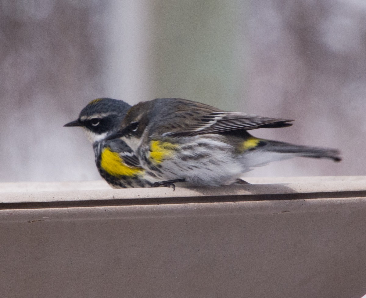 Yellow-rumped Warbler (Myrtle) - ML617838003