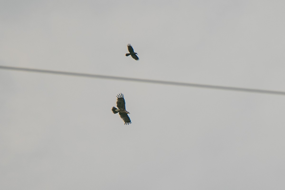 Indian Spotted Eagle - Chris Dighton