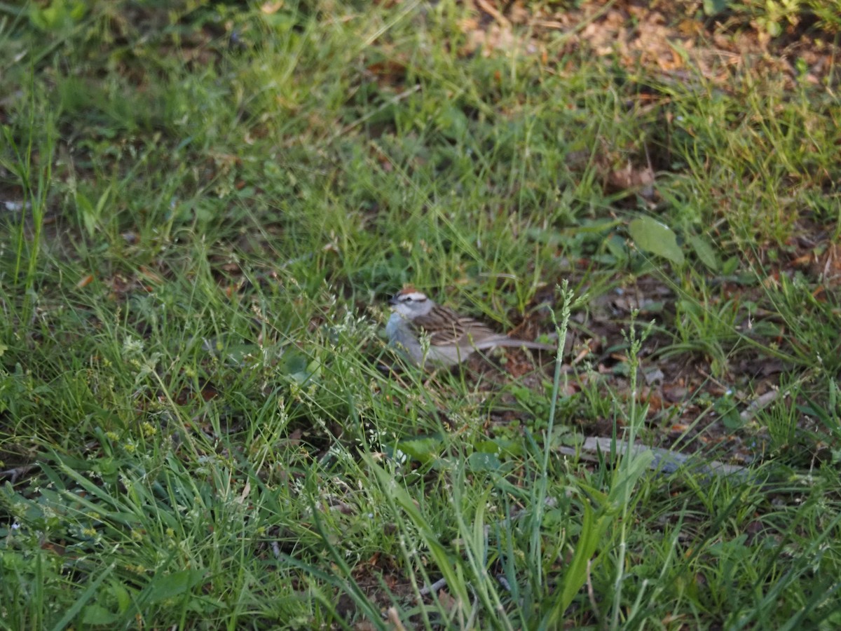 Chipping Sparrow - ML617838063