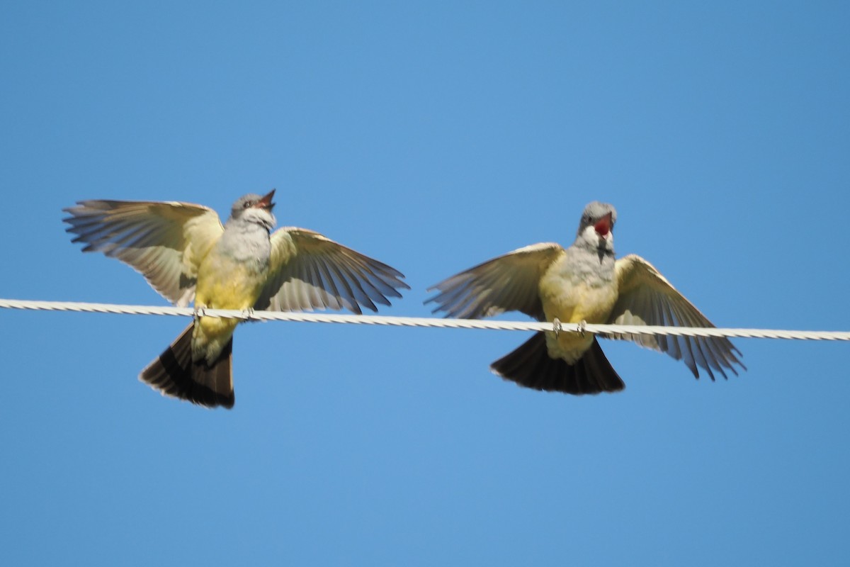 Cassin's Kingbird - ML617838069