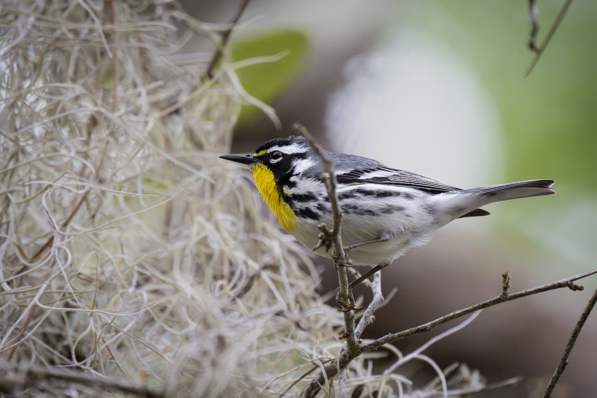 Yellow-throated Warbler - Bruce Evans